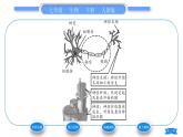 人教版七年级生物下第四单元第6章人体生命活动的调节第2节神经系统的组成习题课件