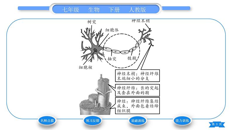 人教版七年级生物下第四单元第6章人体生命活动的调节第2节神经系统的组成习题课件第3页