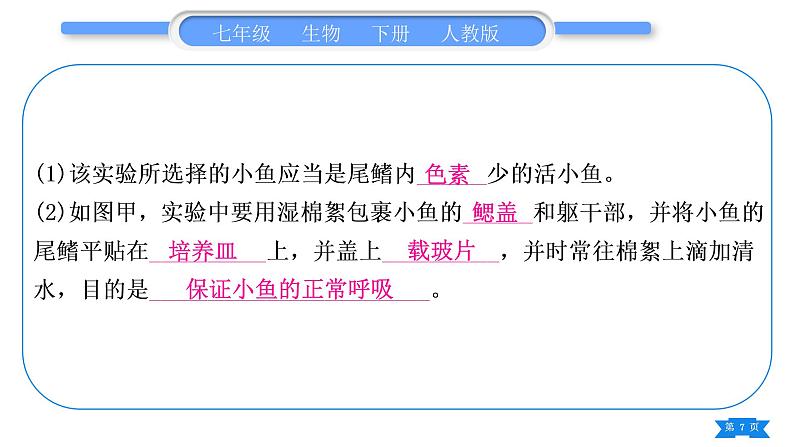 人教版七年级生物下实验探究题专项训练习题课件07