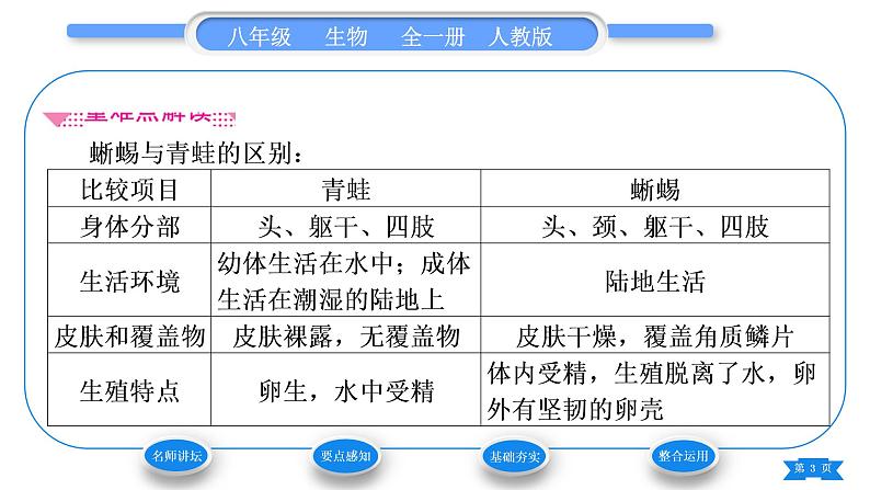 人教版八年级生物上第五单元生物圈中的其他生物第一章动物的主要类群第五节两栖动物和爬行动物习题课件03