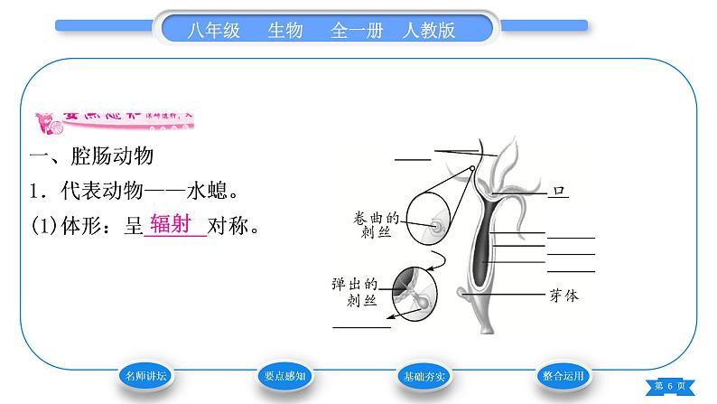 人教版八年级生物上第五单元生物圈中的其他生物第一章动物的主要类群第一节腔肠动物和扁形动物习题课件06