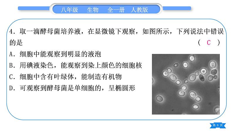 人教版八年级生物上第五单元生物圈中的其他生物专题三生物圈中的微生物习题课件06