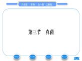 人教版八年级生物上第五单元生物圈中的其他生物第四章细菌和真菌第三节真菌习题课件