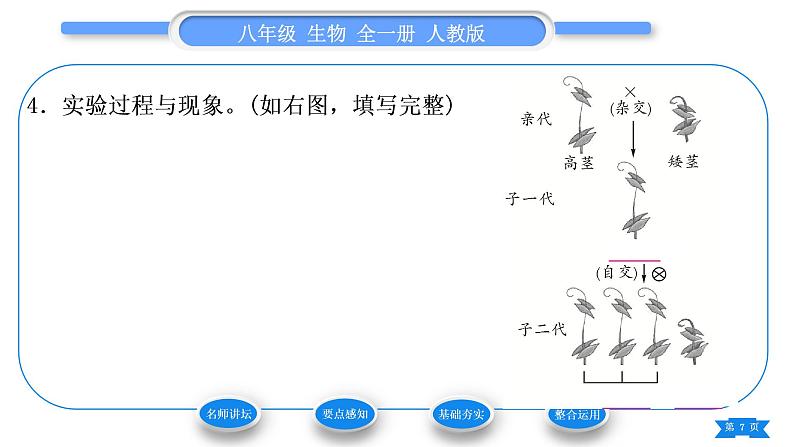 人教版八年级生物下第七单元生物圈中生命的延续和发展第二章生物的遗传与变异第三节基因的显性和隐性第1课时孟德尔的豌豆杂交实验习题课件第7页