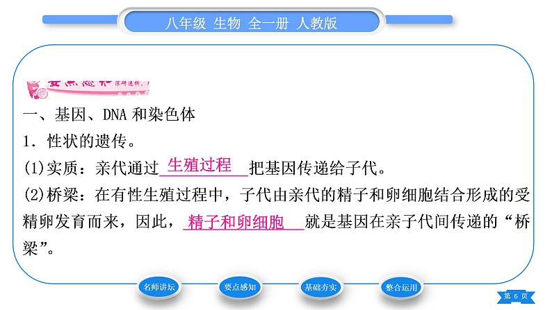 人教版八年级生物下第七单元生物圈中生命的延续和发展第二章生物的遗传与变异第二节基因在亲子代间的传递习题课件06