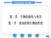 人教版八年级生物下第七单元生物圈中生命的延续和发展第二章生物的遗传与变异第一节基因控制生物的性状习题课件