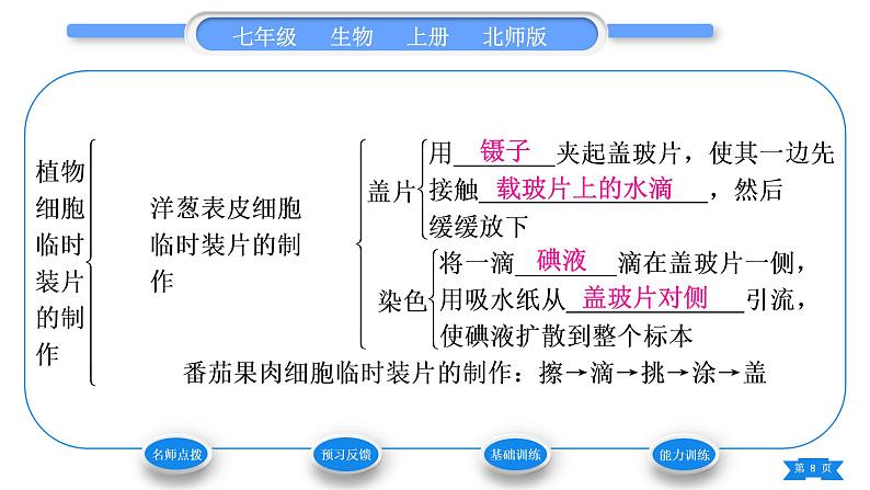 北师大版七年级生物上第2单元生物体的结构第3章细胞第1节细胞的基本结构和功能第3课时植物细胞的结构习题课件08