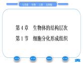 北师大版七年级生物上第2单元生物体的结构第4章生物体的结构层次第1节细胞分化形成组织习题课件
