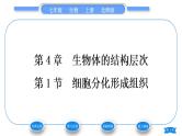 北师大版七年级生物上第2单元生物体的结构第4章生物体的结构层次第1节细胞分化形成组织习题课件