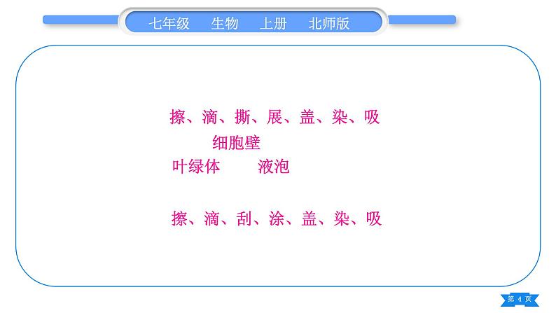 北师大版七年级生物上第2单元生物体的结构归纳与提升习题课件04