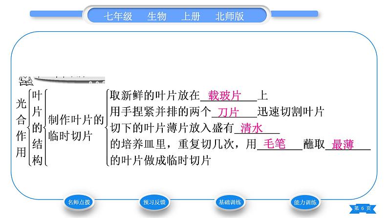 北师大版七年级生物上第3单元生物圈中的绿色植物第5章绿色开花植物的生活方式第2课时叶片的结构和光合作用的概念、意义和应用习题课件第6页