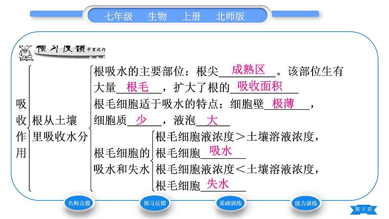 北师大版七年级生物上第3单元生物圈中的绿色植物第5章绿色开花植物的生活方式第3节吸收作用习题课件07