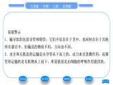 北师大版七年级生物上第3单元生物圈中的绿色植物第5章绿色开花植物的生活方式第5节运输作用习题课件