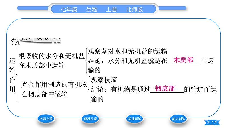 北师大版七年级生物上第3单元生物圈中的绿色植物第5章绿色开花植物的生活方式第5节运输作用习题课件第7页