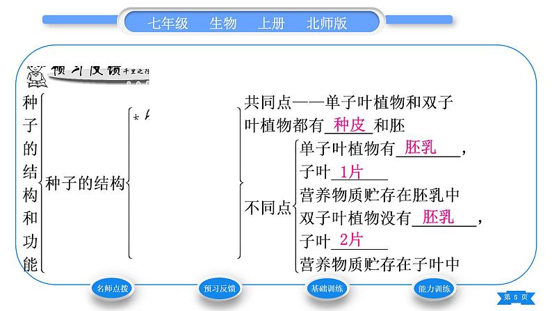 北师大版七年级生物上第3单元生物圈中的绿色植物第6章绿色开花植物的生活史第1节种子萌发形成幼苗第1课时种子的结构和功能习题课件05