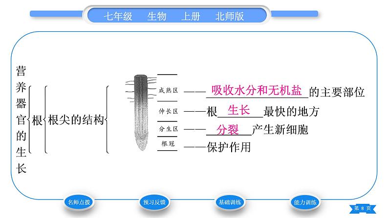 北师大版七年级生物上第3单元生物圈中的绿色植物第6章绿色开花植物的生活史第2节营养器官的生长习题课件第8页