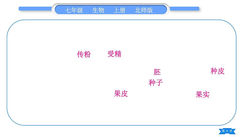 北师大版七年级生物上第3单元生物圈中的绿色植物第6、7章归纳与提升习题课件第6页