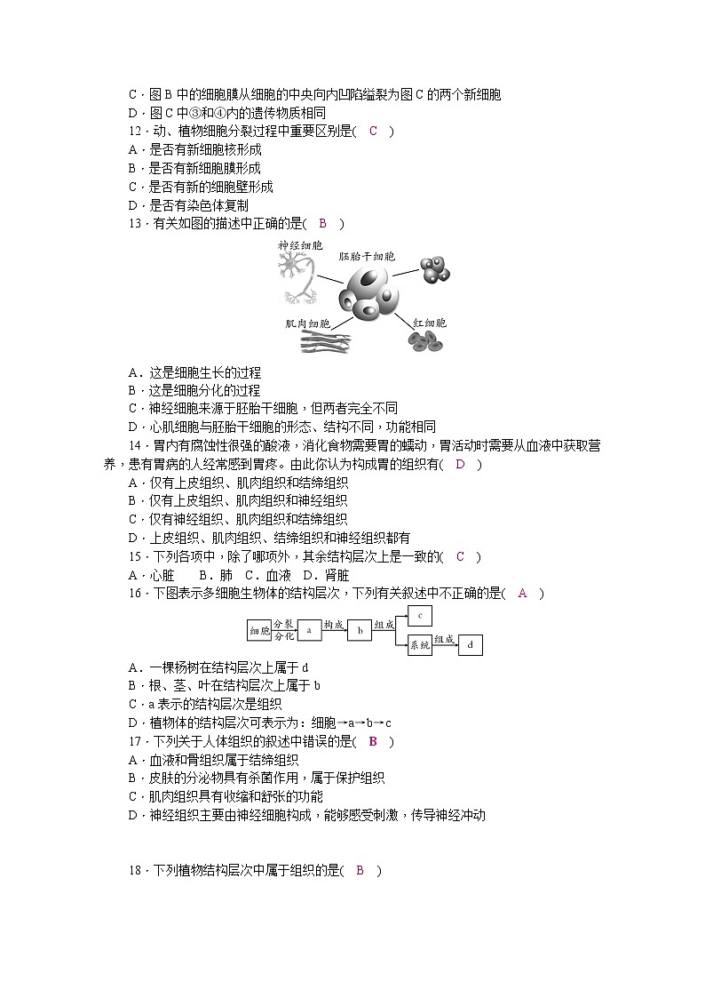 北师大版七年级生物上册第2单元检测题(word版，含答案)03