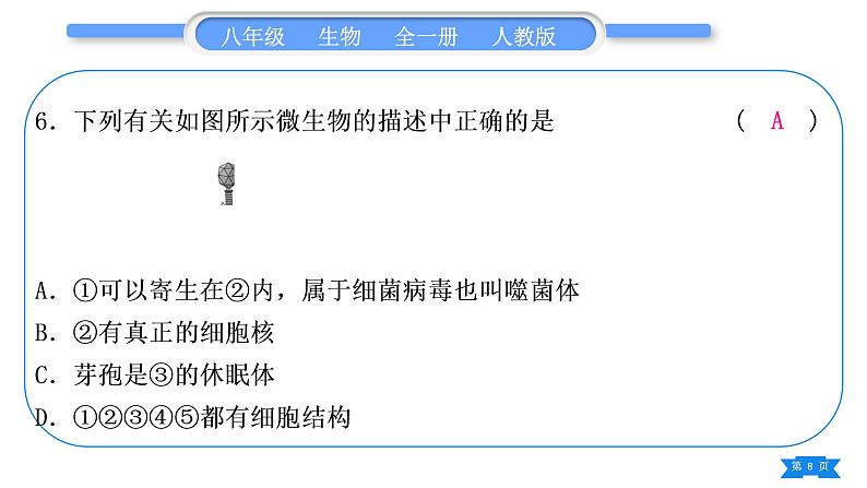人教版八年级生物上识图、填图专项习题课件第8页