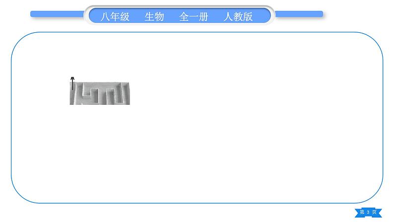 人教版八年级生物上实验专项习题课件第3页