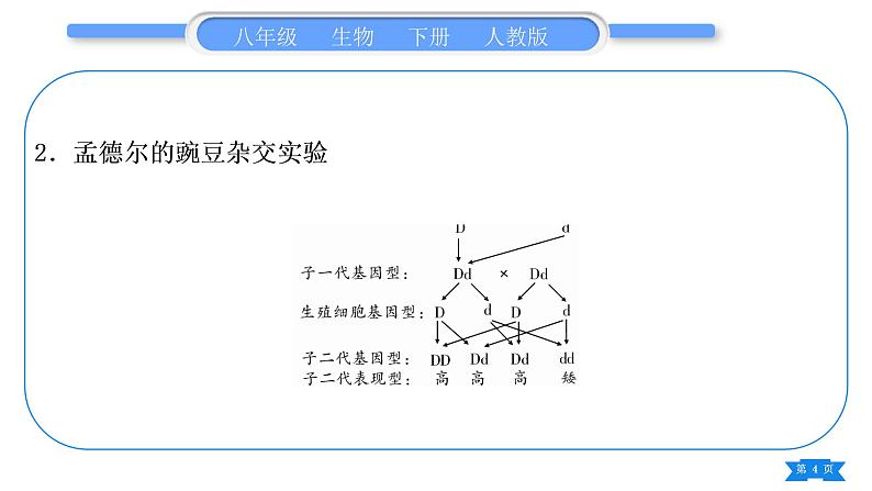 人教版八年级生物下重难点图文解读复习课件第4页