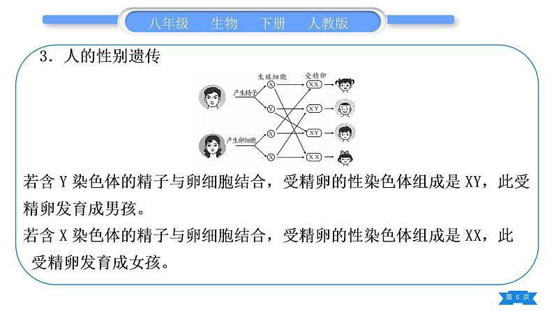 人教版八年级生物下重难点图文解读复习课件第5页