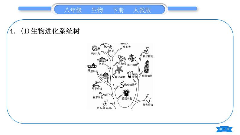 人教版八年级生物下重难点图文解读复习课件第6页