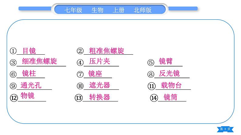 北师大版七年级生物上识图专项训练习题课件03