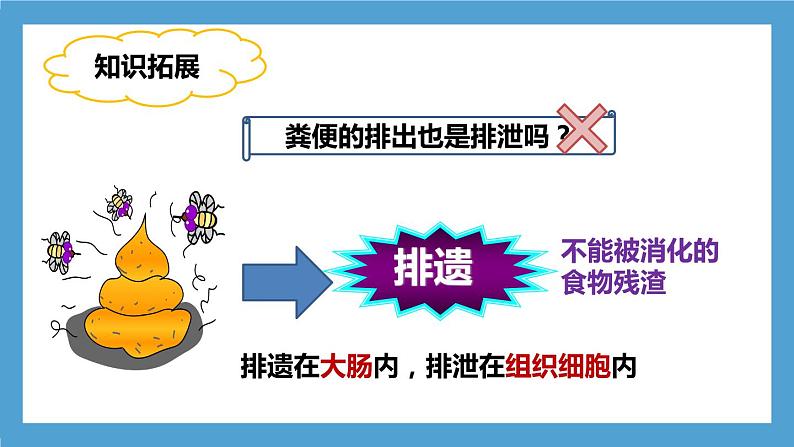 4.5《人体内废物的排出》课件第8页