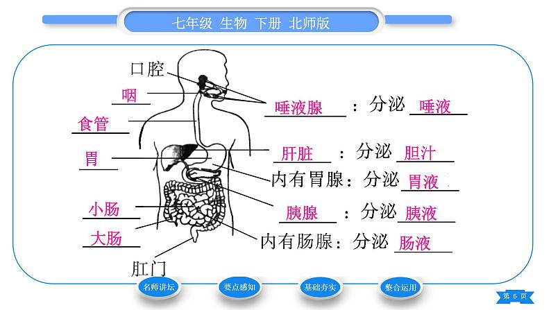 北师大版七年级生物下第4单元生物圈中的人第8章人体的营养第2节食物的消化和营养物质的吸收第1课时消化系统的组成、食物在口腔内的消化习题课件第6页