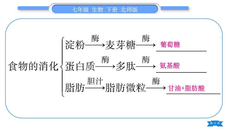 北师大版七年级生物下第4单元生物圈中的人第8、9章复习与提升习题课件第5页