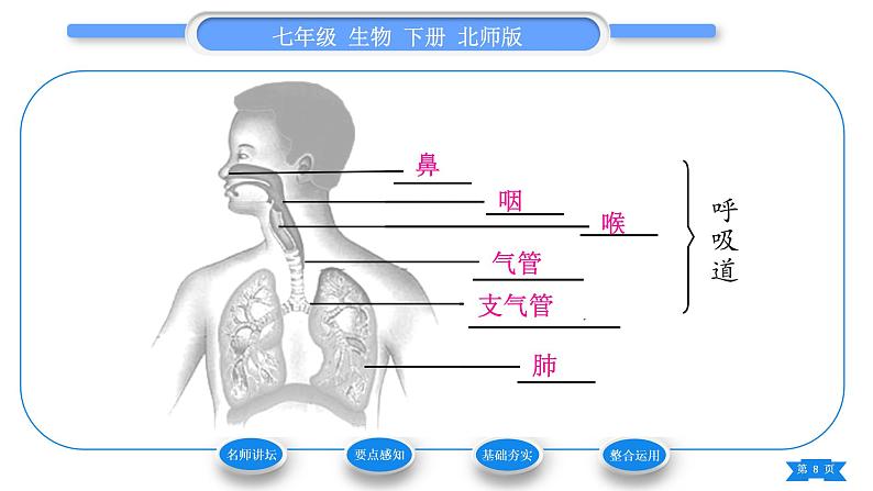 北师大版七年级生物下第4单元生物圈中的人第10章人体的能量供应第2节人体细胞获得氧气的过程第1课时呼吸系统的组成与功能习题课件第8页