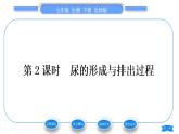 北师大版七年级生物下第4单元生物圈中的人第11章人体代谢废物的排出第2节尿的形成与排出第2课时尿的形成与排出过程习题课件
