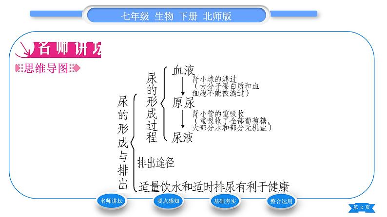 北师大版七年级生物下第4单元生物圈中的人第11章人体代谢废物的排出第2节尿的形成与排出第2课时尿的形成与排出过程习题课件02