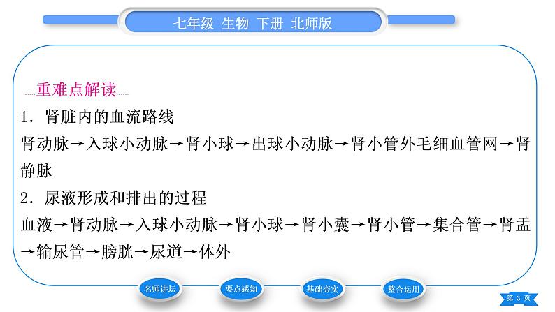 北师大版七年级生物下第4单元生物圈中的人第11章人体代谢废物的排出第2节尿的形成与排出第2课时尿的形成与排出过程习题课件03