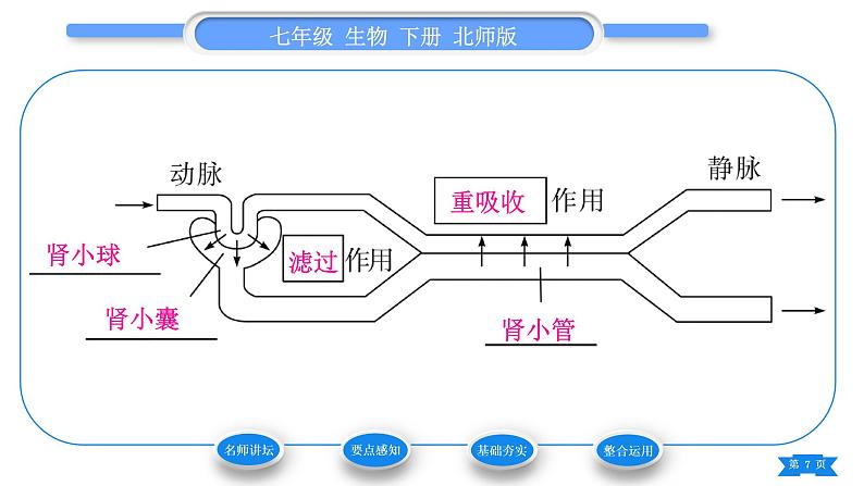 北师大版七年级生物下第4单元生物圈中的人第11章人体代谢废物的排出第2节尿的形成与排出第2课时尿的形成与排出过程习题课件07