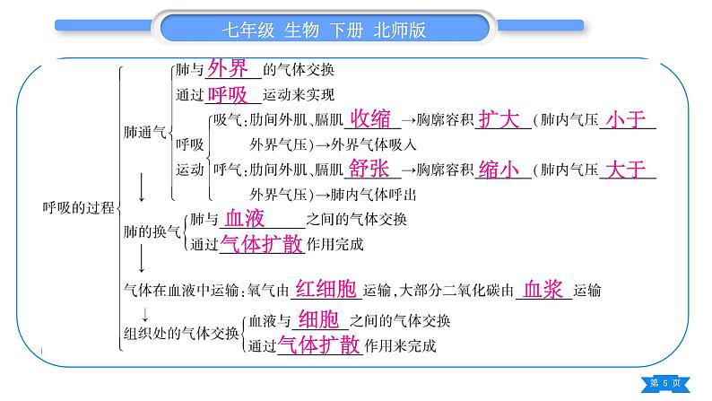 北师大版七年级生物下第4单元生物圈中的人第10、11章复习与提升习题课件05