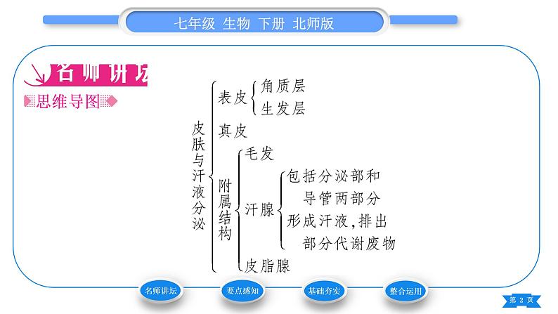 北师大版七年级生物下第4单元生物圈中的人第11章人体代谢废物的排出第3节皮肤与汗液分泌习题课件02