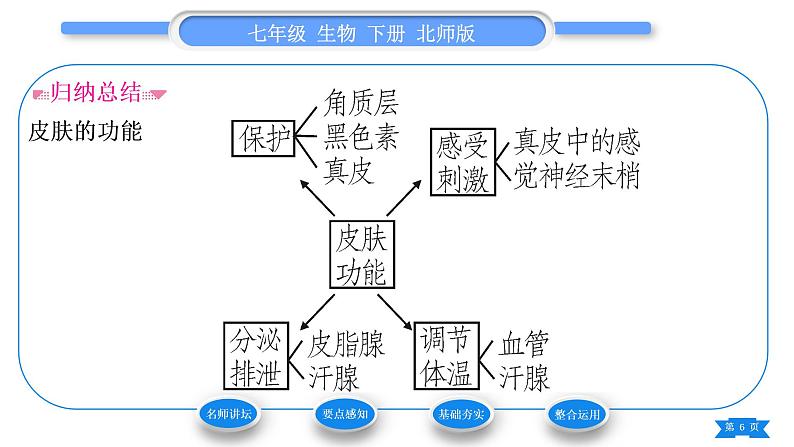 北师大版七年级生物下第4单元生物圈中的人第11章人体代谢废物的排出第3节皮肤与汗液分泌习题课件06