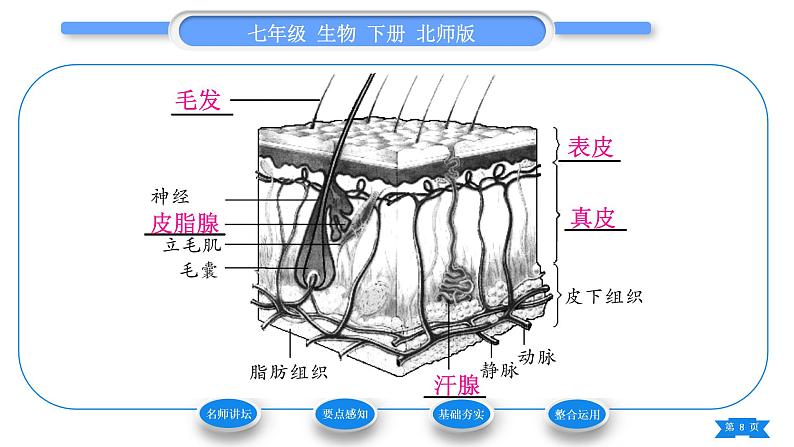 北师大版七年级生物下第4单元生物圈中的人第11章人体代谢废物的排出第3节皮肤与汗液分泌习题课件08