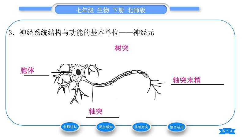 北师大版七年级生物下第4单元生物圈中的人第12章人体的自我调节第1节神经系统与神经调节第1课时神经系统的组成和反射弧习题课件07