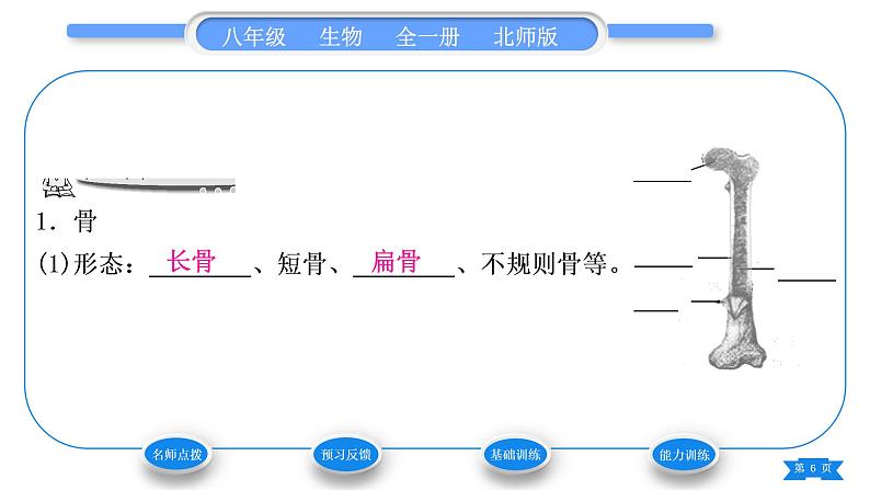 北师大版八年级生物上第5单元生物圈中的动物和微生物第15章动物的运动第2节动物运动的形成第1课时骨和关节习题课件第6页