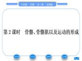 北师大版八年级生物上第5单元生物圈中的动物和微生物第15章动物的运动第2节动物运动的形成第2课时骨骼、骨骼肌以及运动的形成习题课件