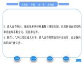 北师大版八年级生物上第6单元生命的延续第19章生物的生殖和发育第1节人的生殖和发育第2课时人的发育习题课件