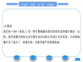 北师大版八年级生物上第6单元生命的延续第20章生物的遗传和变异第2节性状遗传的物质基础习题课件