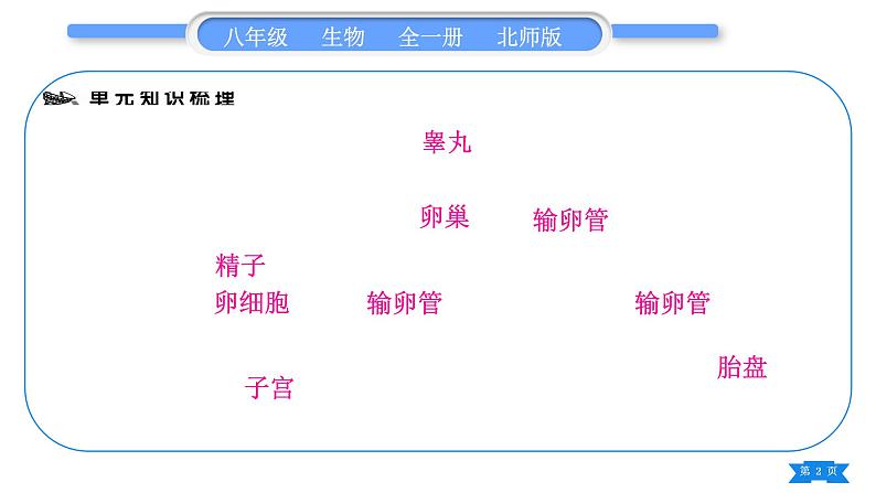 北师大版八年级生物上第6单元生命的延续第19章生物的生殖和发育复习与提升一(第19章)习题课件02