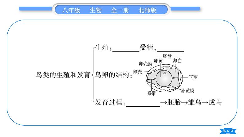 北师大版八年级生物上第6单元生命的延续第19章生物的生殖和发育复习与提升一(第19章)习题课件06