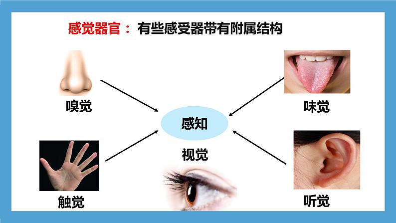 4.6.1《人体对外界环境的感知》第1课时 课件+教案+习题04