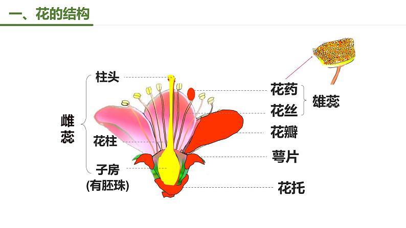 第一节 植物的生殖 课件2022第2页