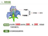 第一节 植物的生殖 课件2022